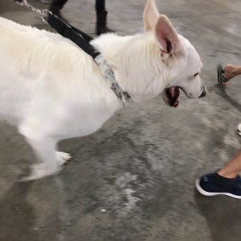 Hawaii Pet Expo - Festivals Near Me - Honolulu, Hawaii Hawaii Pet Expo - Festivals Near Me - Honolulu, Hawaii