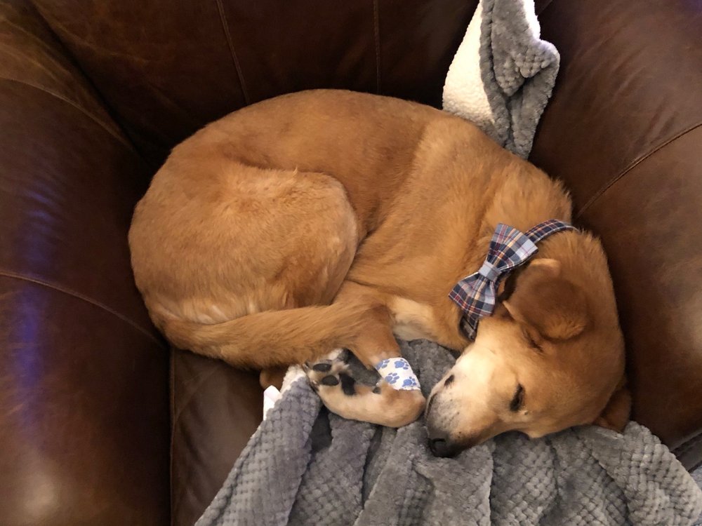 VETSAVERS PET HOSPITAL Updated July 2024 38 Photos & 197 Reviews