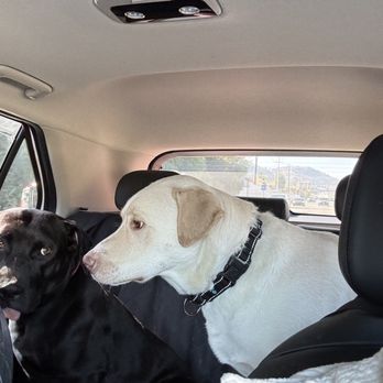 Western Veterinary Center - Sweet Molly, beautiful terrier mix, looking for her forever home with her brother, Dylan (pictured here). More info in my post - Veterinarians Near Me - Agoura Hills, California