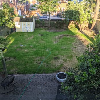 Redline Outdoor Services - Our yard about 2 weeks later - grass coming in nicely! - Tree Services Near Me Redline Outdoor Services - Our yard about 2 weeks later - grass coming in nicely! - Tree Services Near Me