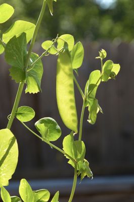 Birmingham Botanical Gardens by null