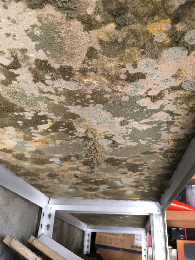 Mold Masters - Glendale - mold inspector in Glendale, CA