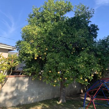 GR Landscaping - Big tree - Landscaping Near Me