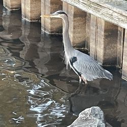 Walleye Park - Lots of wildlife to observe