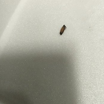 Ming Dynasty - The bug! - Cantonese Near Me - Sacramento, California Ming Dynasty - The bug! - Cantonese Near Me - Sacramento, California