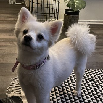 MiniPaw Spa - Pet Groomers Near Me - Reseda , California MiniPaw Spa - Pet Groomers Near Me - Reseda , California