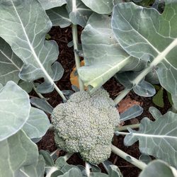 Rohrer Seeds - Broccoli from Rohrer seed, 2023.