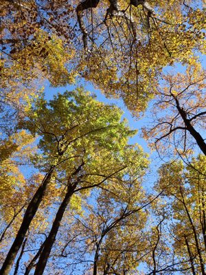 Amicalola Falls State Park by null