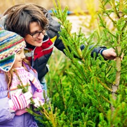 Pines and Needles Christmas Trees