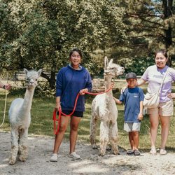 Whispering Oaks Alpacas - Ready to take these cuties out for their exercise