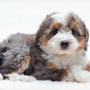 Photo of Integrative Veterinary Service