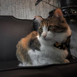 Arcane Hair Parlour - The cutest cat