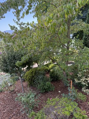 Rombauer Vineyards by null