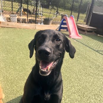 Top Dog Ranch - Pet Training Near Me - Broken Arrow, Oklahoma Top Dog Ranch - Pet Training Near Me - Broken Arrow, Oklahoma