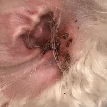 Snooty Pets - The cuts are at the exterior of the ear. - Pet Stores Near Me - Las Vegas, Nevada