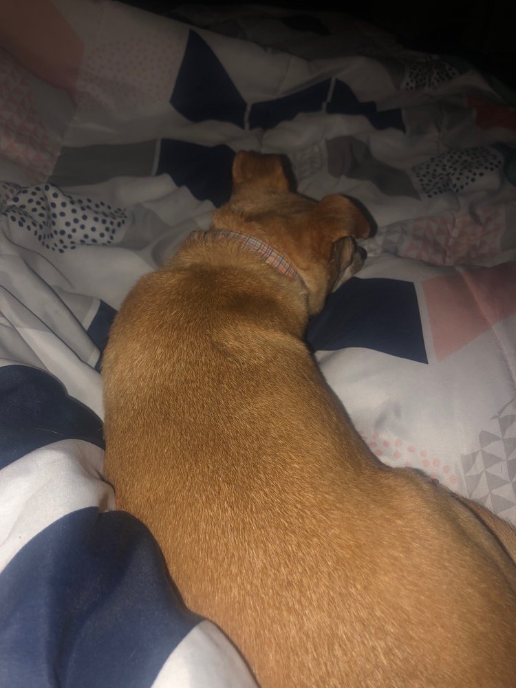 SHAMROCK ACRES COUNTRY KENNELS Updated August 2024 15 Reviews 13917 Reamers Rd, Louisville