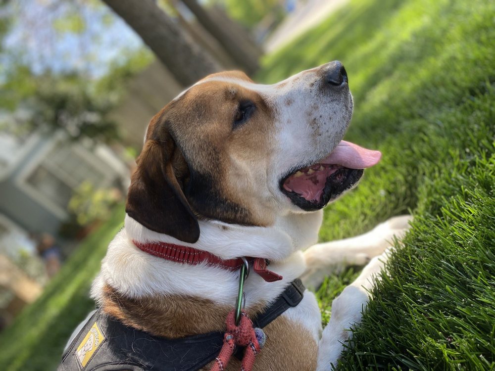 PARADISE ANIMAL HOSPITAL Updated September 2024 17 Photos & 24