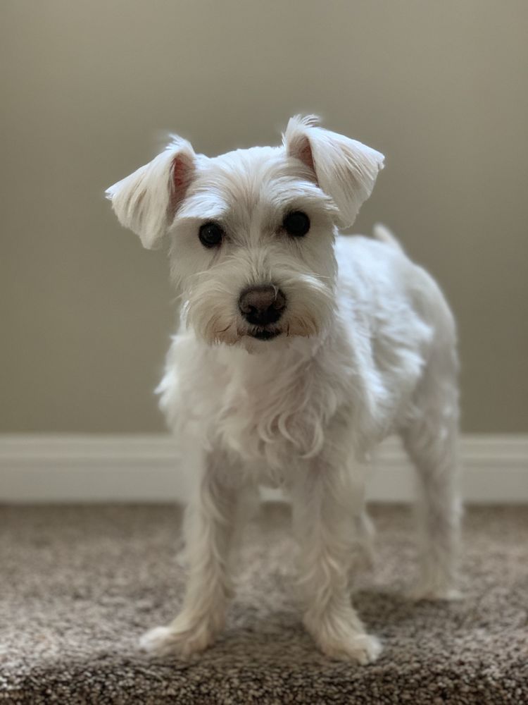 WHISKERS TO TAILS Updated September 2024 96 Photos & 113 Reviews 914 Orange St, Redlands