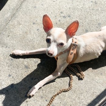 Terroni - Welcoming to pets! - Italian Near Me - Los Angeles, California Terroni - Welcoming to pets! - Italian Near Me - Los Angeles, California