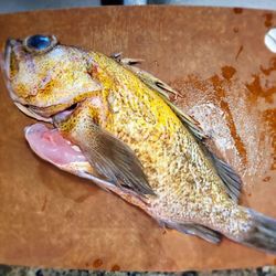 New Chiu Yeung Fresh Seafood - Rock cod 2 lbs - $60