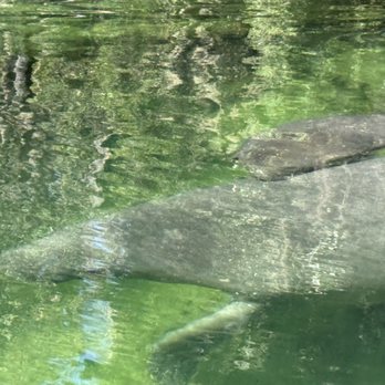 AWA Kayak Tours - Mama manatee and her baby!! - Rafting/Kayaking Near Me AWA Kayak Tours - Mama manatee and her baby!! - Rafting/Kayaking Near Me