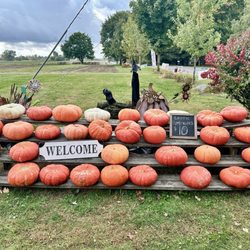 Sommerfeldt Farm - Exotic pumpkins display