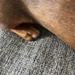 AZ Mobile Spaws