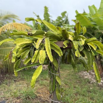 Maui Macadamia Tours - Farms Near Me - Wailuku, Hawaii Maui Macadamia Tours - Farms Near Me - Wailuku, Hawaii