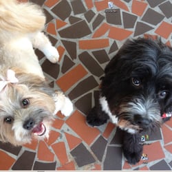 Riverview Pet Spa