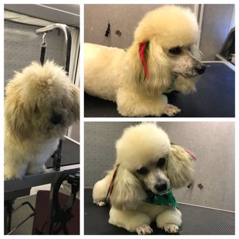 Fluffy Pup - Pet Groomers Near Me Fluffy Pup - Pet Groomers Near Me