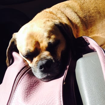 Camp Bow Wow - On the way home after a long day. - Pet Sitting Near Me - Philadelphia, Pennsylvania Camp Bow Wow - On the way home after a long day. - Pet Sitting Near Me - Philadelphia, Pennsylvania