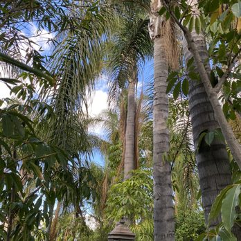 Freddy's Tree Service - Before and after - Tree Services Near Me - Anaheim, California Freddy's Tree Service - Before and after - Tree Services Near Me - Anaheim, California