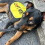 Photo of Oregon Dog Rescue