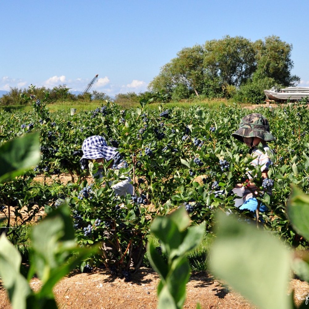 Emma Lea Farms - Fruits & Veggies Near Me - Delta, British Columbia