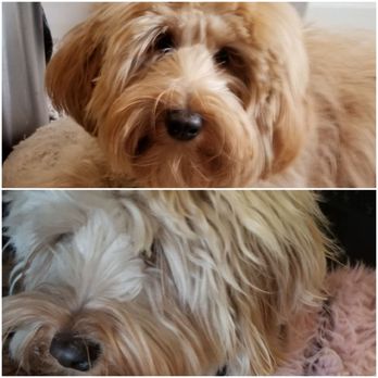 Praise the Paw - before and after using detangler. Her bangs and mouth were never matted so the before and after is mainly to look at her ears. - Pet Groomers Near Me - Denver, Colorado
