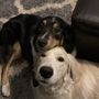 Photo of Rim Road Animal Hospital