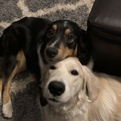 Rim Road Animal Hospital - Dr Miller's patients