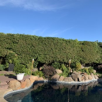 Chavez Lawn Care - a pool surrounded by shrubs - Lawn Services Near Me Chavez Lawn Care - a pool surrounded by shrubs - Lawn Services Near Me
