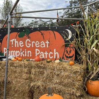 Emerald Forest Christmas Trees & Great Pumpkin Patch - The Great Pumpkin Patch - Christmas Trees Near Me - San Francisco, California