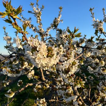 WICKHAM'S TANGO OAKS FARM - Updated January 2026 - 63 Photos