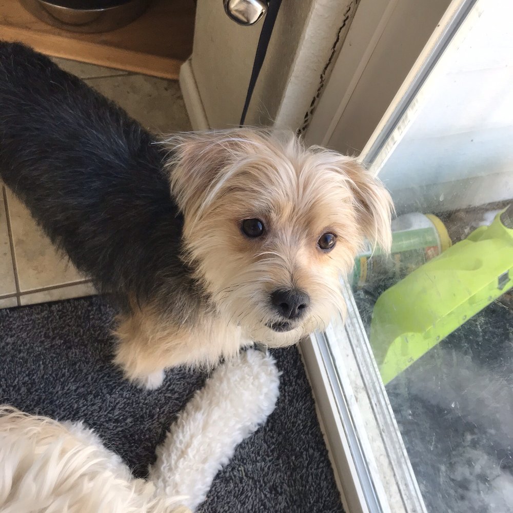 Kona (1 year) Kona (1 year)