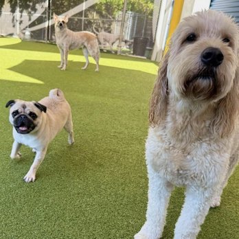 Dog World Sarasota - Captain and a few of his friends - Pet Training Near Me - Sarasota, Florida