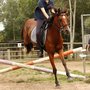 Forest Lake Riding School