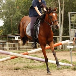 Forest Lake Riding School - Jumping class
