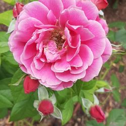 Springfield Botanical Gardens - Fantastic roses!