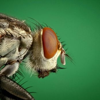 Rooftop Exterminating - Pest Control Near Me Rooftop Exterminating - Pest Control Near Me