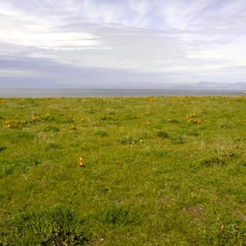 Point Buchon Trail - The poppies are a blooming - Hiking Near Me - Los Osos, California