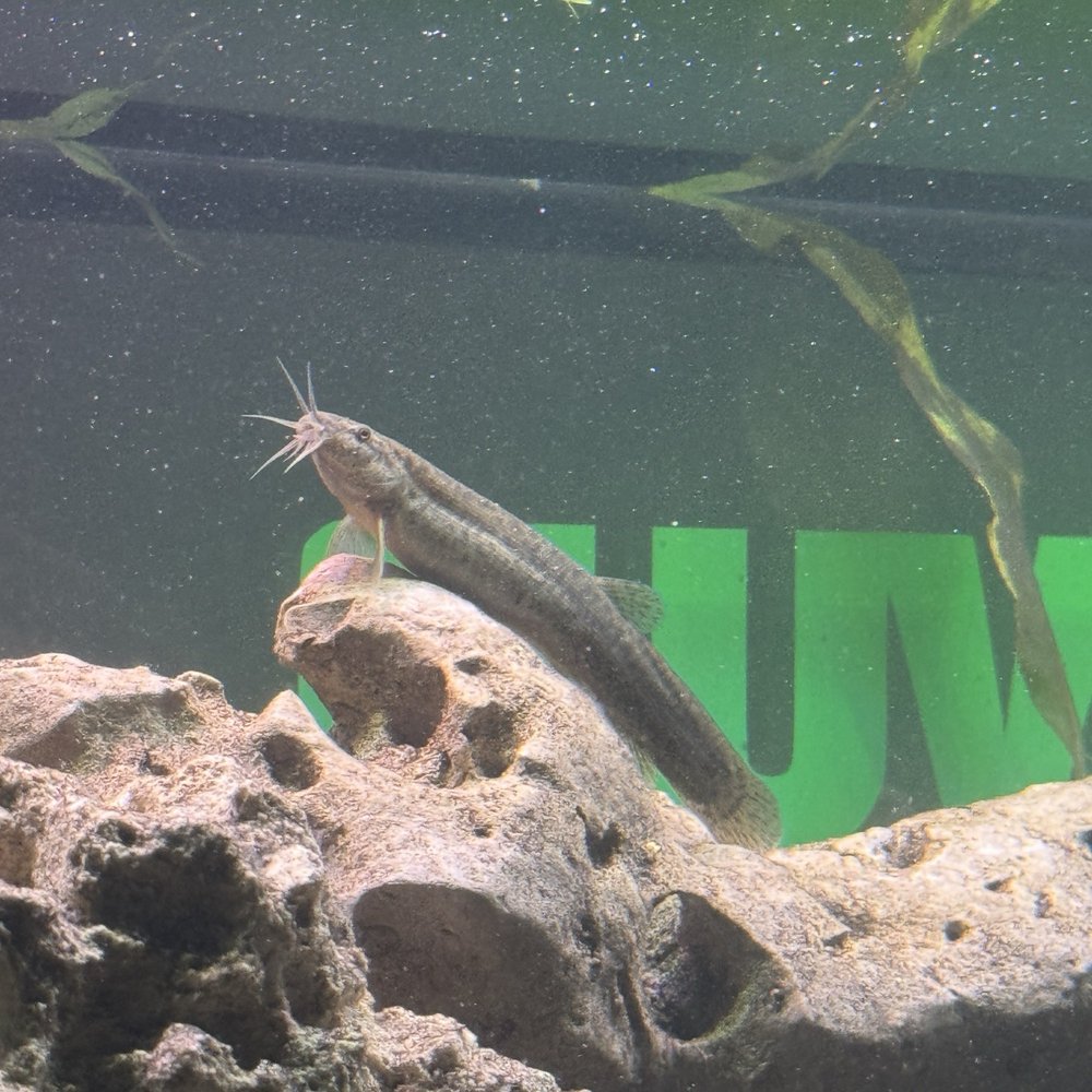 Dojo Loach