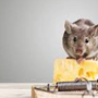 Photo of Goldies Pest Control