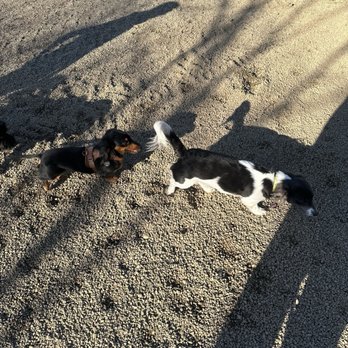 Carnegie Dog Park - Dog Parks Near Me - Carnegie, Pennsylvania